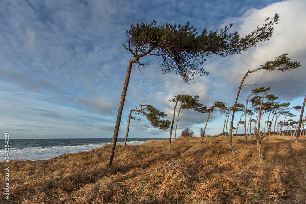 Obraz premium windflüchter