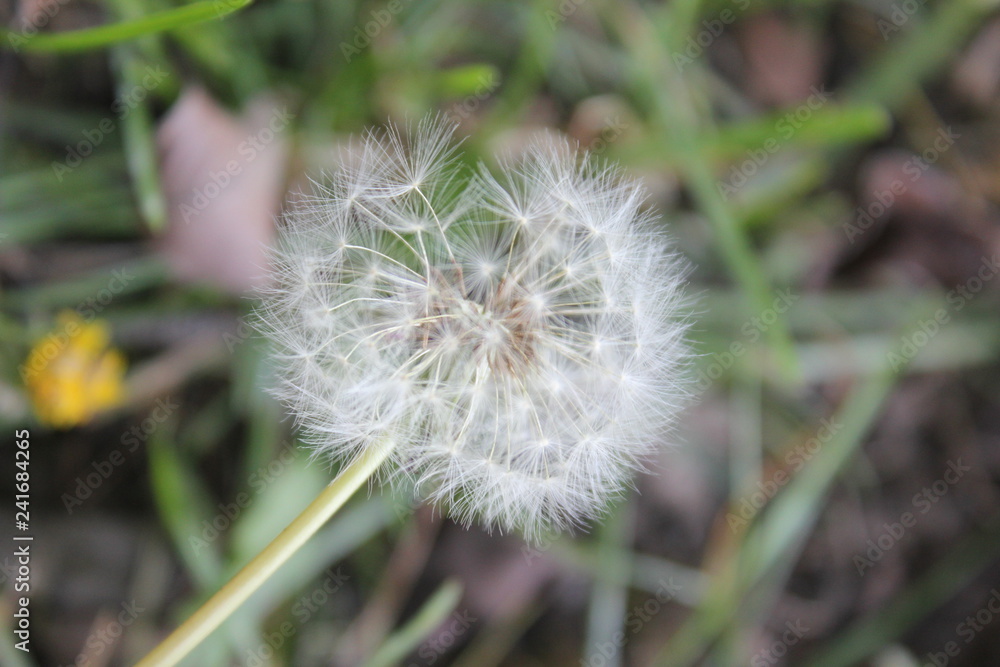 dandelion on green background of grass dandelion on green background of grass