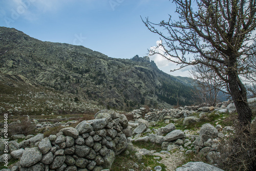 landscape with trees on Corsica island