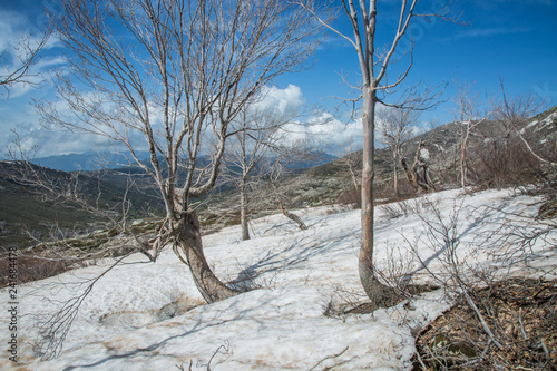 tree in the snow