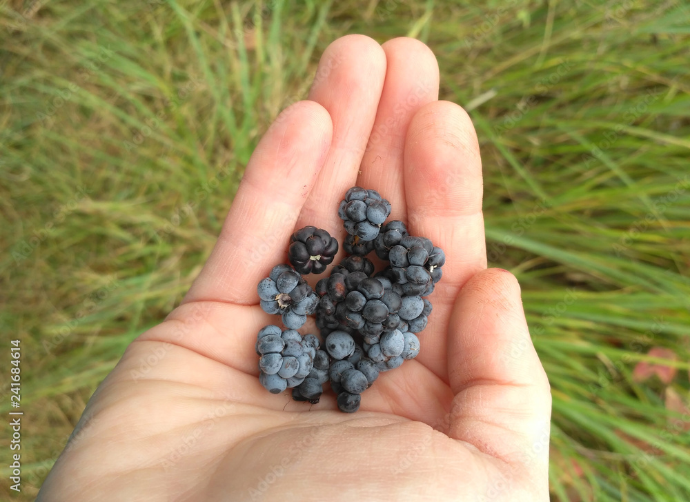 Wild Blackberries picked in hands Wild Blackberries picked in hands