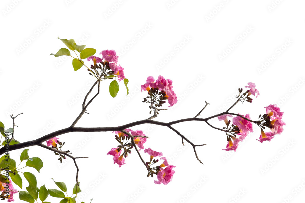 Pink flower and tree branch isolated on white background