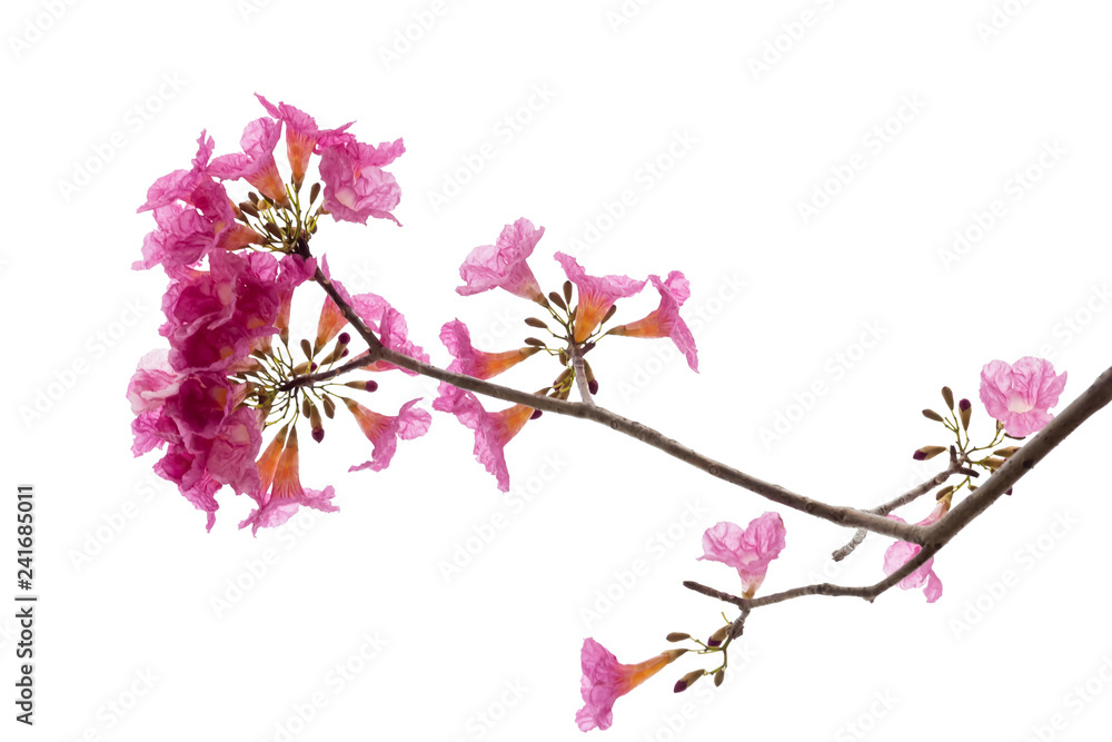 Pink flower and tree branch isolated on white background Pink flower and tree branch isolated on white background