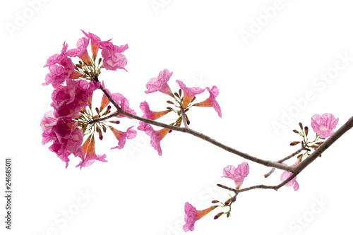 Pink flower and tree branch isolated on white background © ducksmallfoto