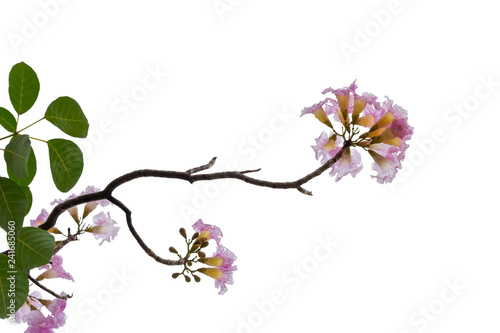 Pink flower and tree branch isolated on white background