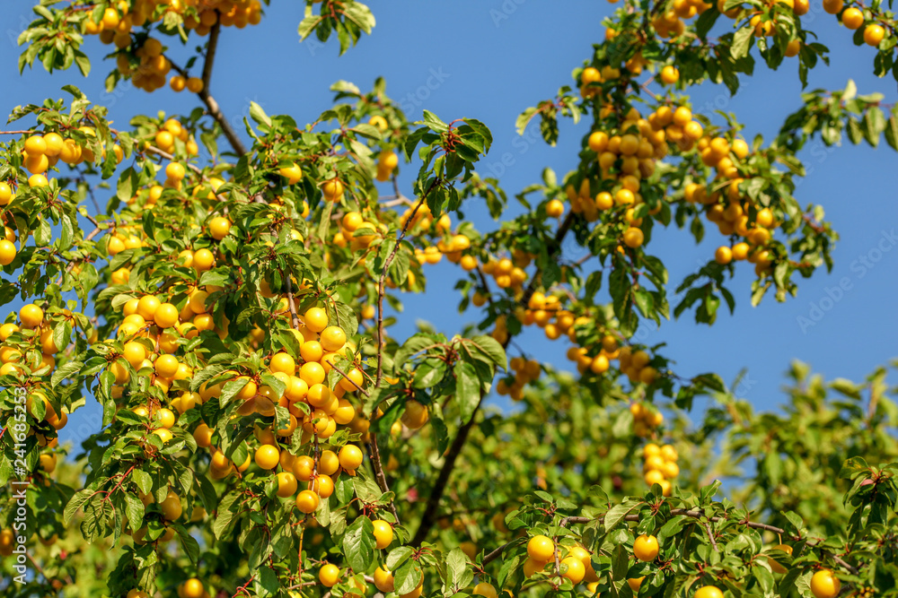 Ripe yellow mirabelle plums (Prunus domestica syriaca) on tree branches