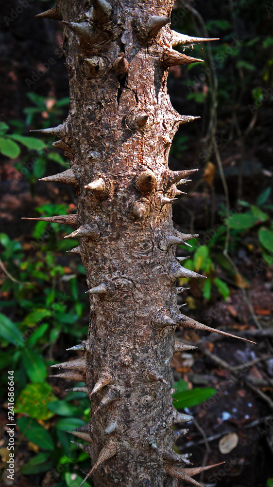 Goa jungles India