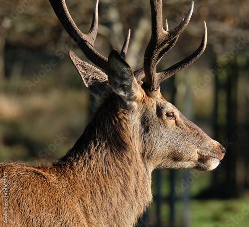 Portrait of full grown REd Deer stag with antlers. photo