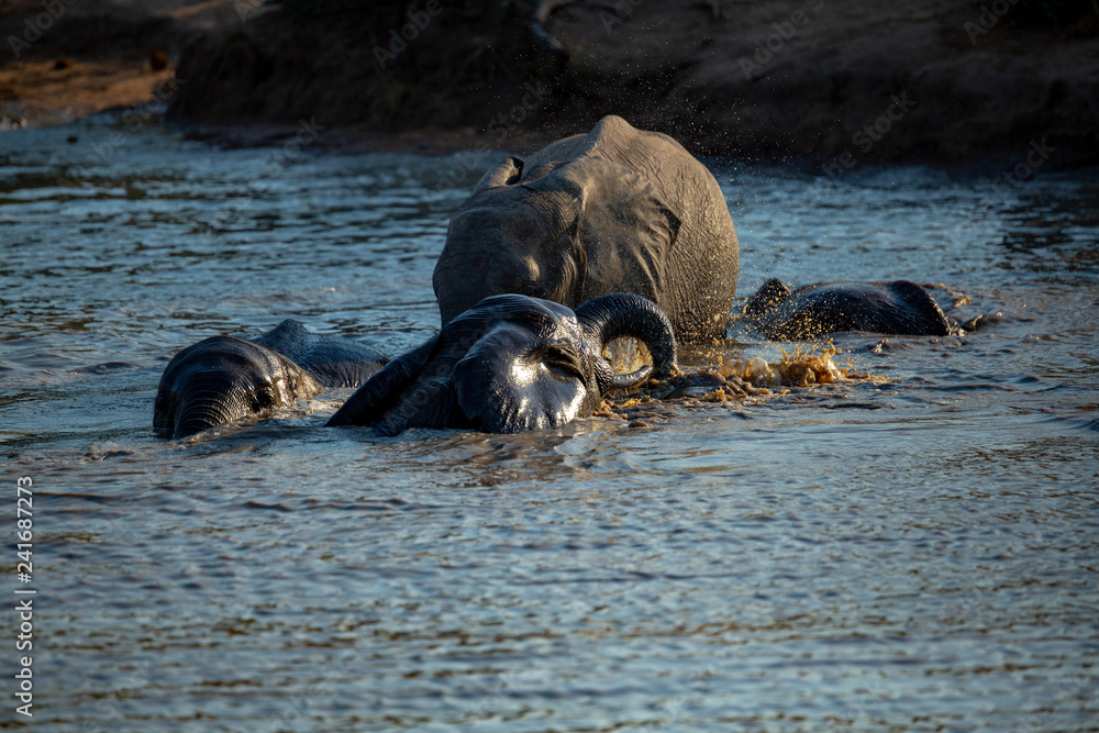 Fototapeta premium Elephant swimming in a waterhole
