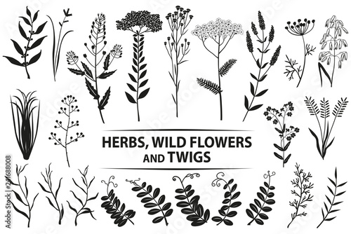 Herbs, wild flowers, twigs and leaves. Vector set.