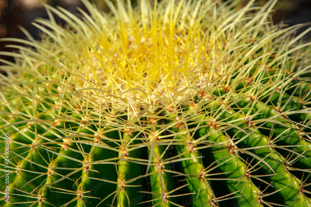 Close up Detail of a Cactus Garden, bright green background of cactus Close up Detail of a Cactus Garden, bright green background of cactus