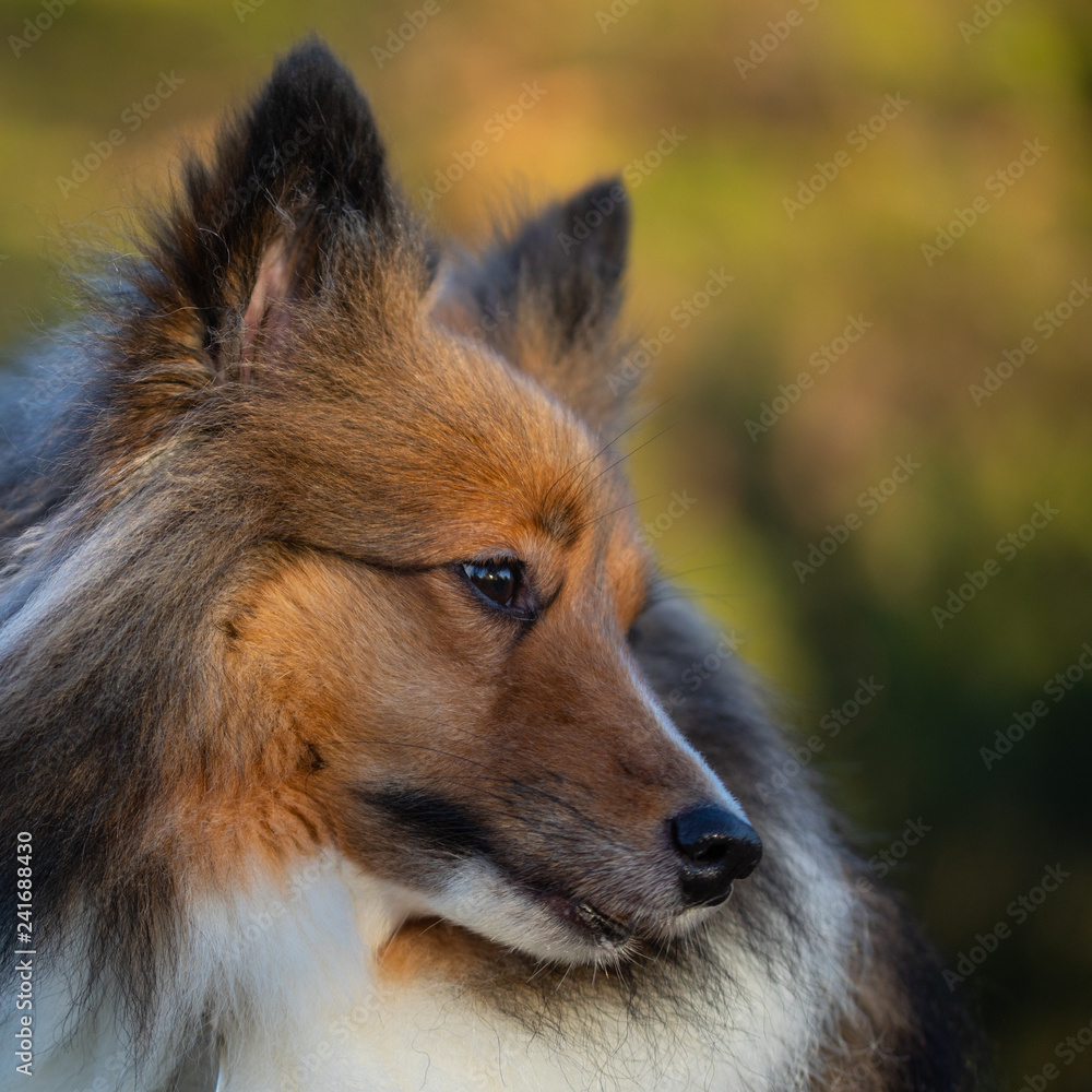 Naklejka premium Chili the Shetland Sheepdog