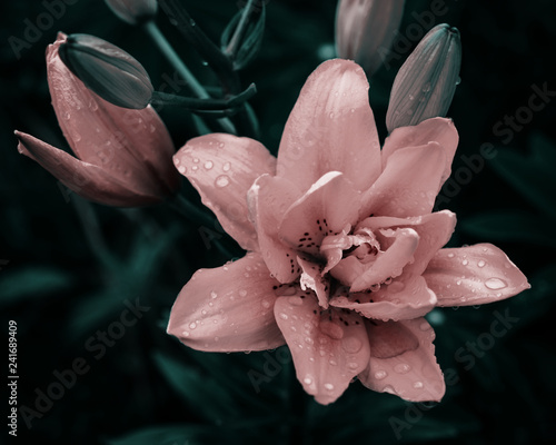Fototapeta Naklejka Na Ścianę i Meble -  Flower pink lily with drops of dew, stylized