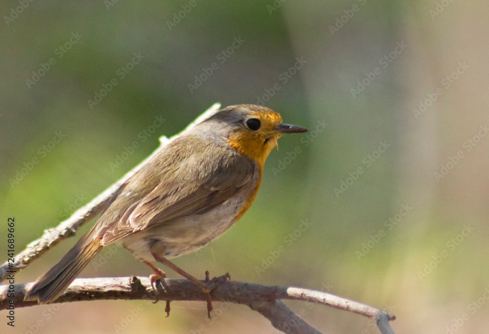 European Robin on the branch 