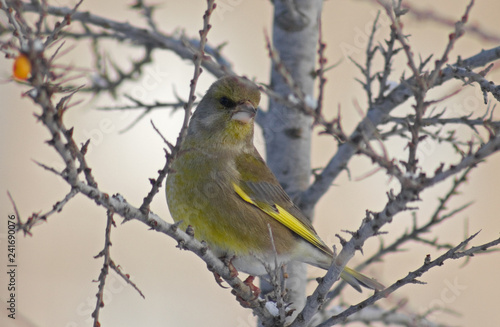 Greenfinch on the branch of Sea-buckthorn