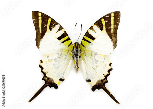 Image of Fivebar Swordtail Butterfly (Graphium antiphates) on white background. Insect. Animal photo