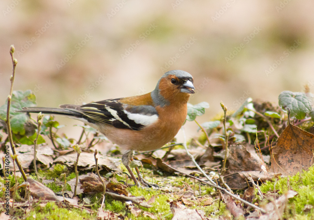 Common chaffinch on the ground Common chaffinch on the ground