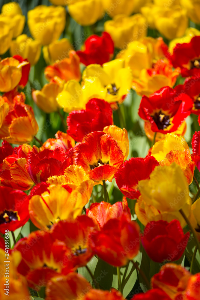 Rows of yellow tulips in Dutch Rows of yellow tulips in Dutch