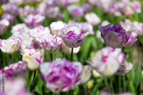 Beautiful bouquet of pink Tulips © Aliaksei