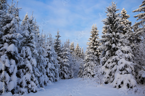 Winter forest in snow