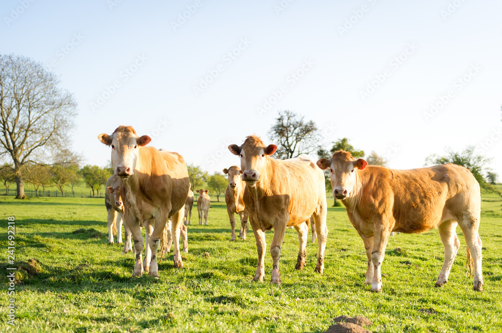 Vache en train de marcher dans un champ sous le soleil