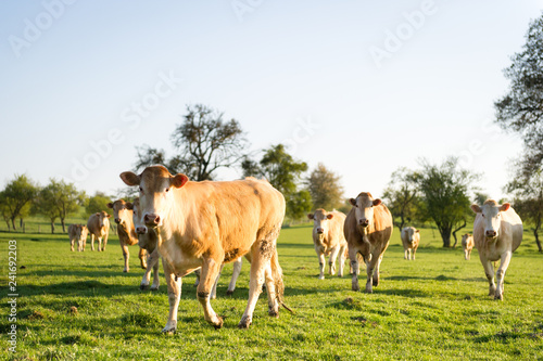 Wallpaper Mural Vache en train de marcher dans un champ sous le soleil Torontodigital.ca