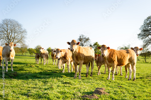 Vache en train de marcher dans un champ sous le soleil