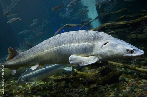 фотографія A big Short nose sturgeon