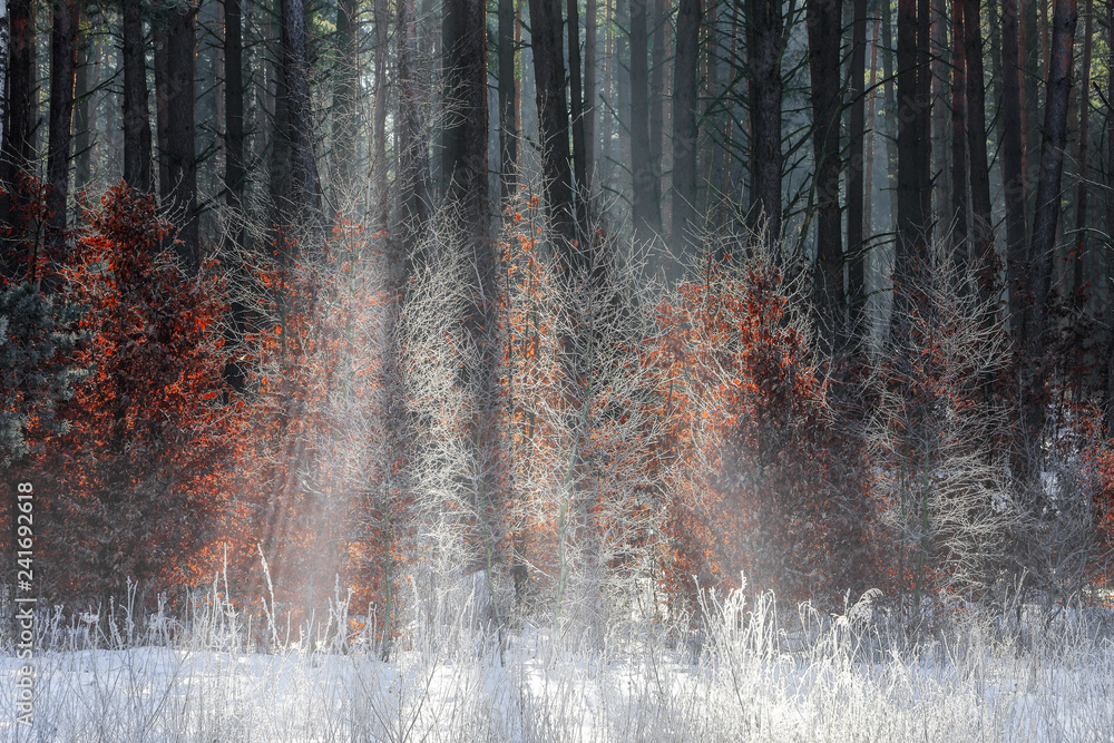 las,zima i mgła - obrazy, fototapety, plakaty 