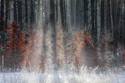 las,zima i mgła