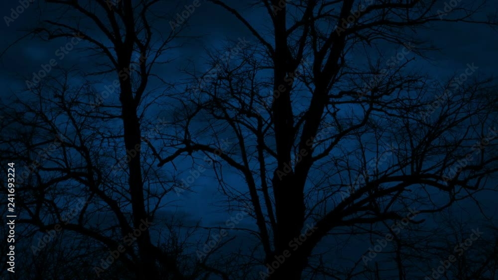 Dark Tree Bodies On Windy Night Dark Tree Bodies On Windy Night