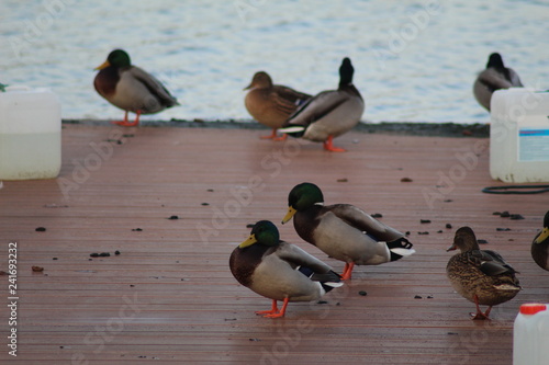 Ducks on the river 