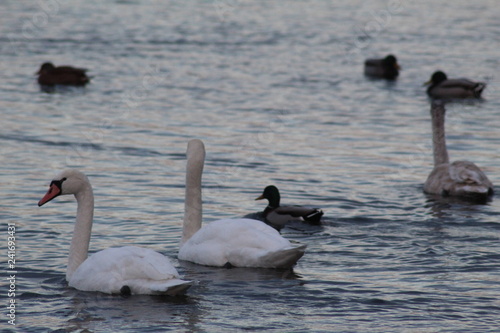swans  © Daria