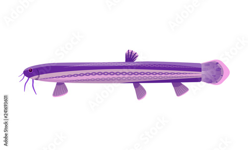 Catfish aquarium fish isolated on white graphic