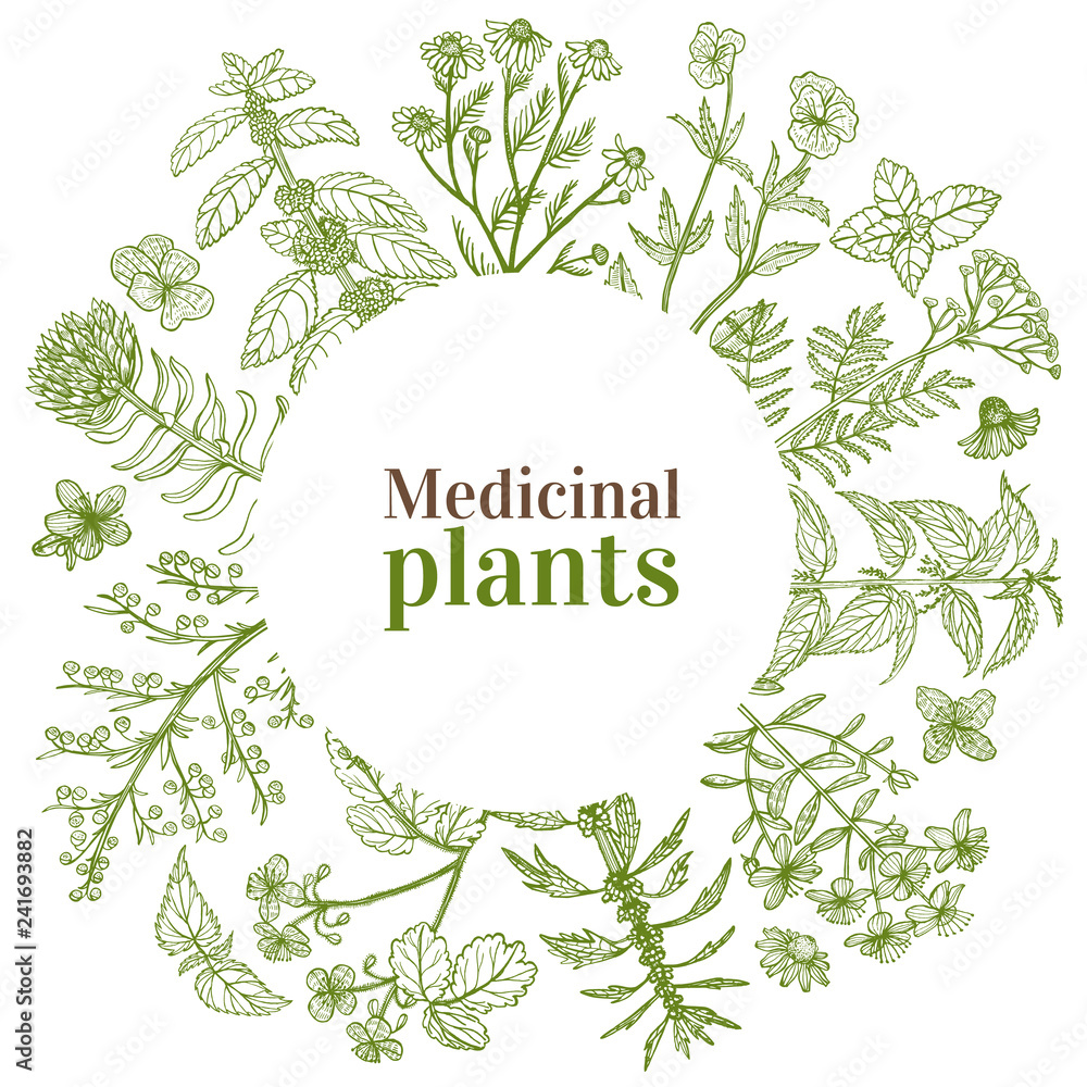 Round Template with Medicinal Plants in Hand-Drawn Style