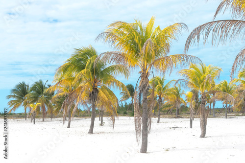Coconut palm brightly stands out against the background of a cloudy sky © vizland