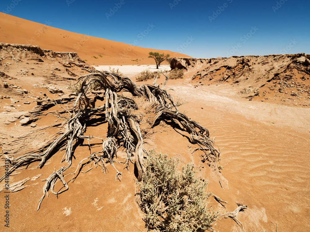 Dead Camelthorn Trees against red dunes and blue sky in Deadvlei, Sossusvlei. Namib-Naukluft National Park, Namibia, Africa Dead Camelthorn Trees against red dunes and blue sky in Deadvlei, Sossusvlei. Namib-Naukluft National Park, Namibia, Africa