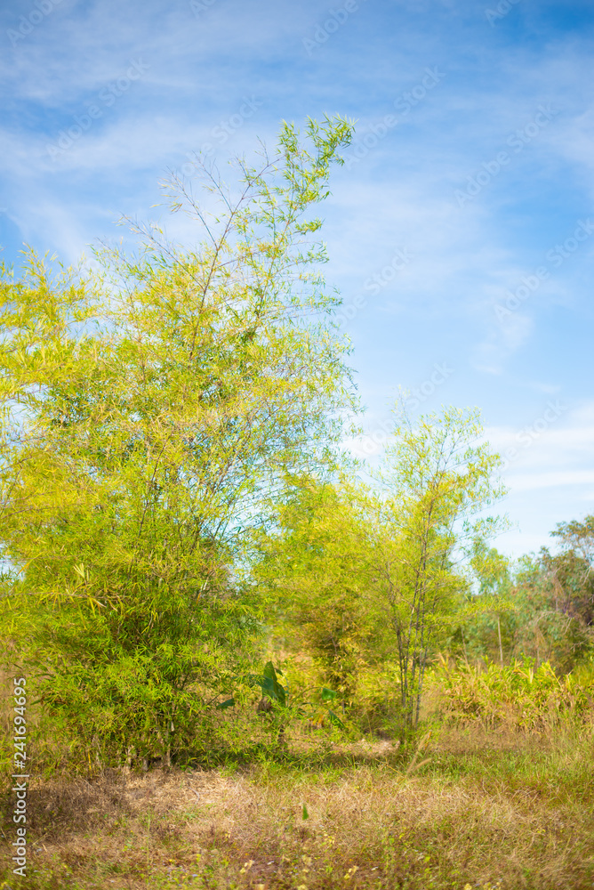 Green ba,boo plants on blue sky background. Green ba,boo plants on blue sky background.