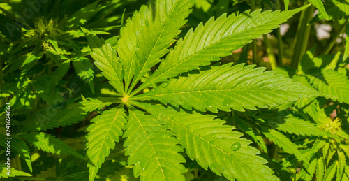 Cannabis Medical Marijuana leaf growing on a plant