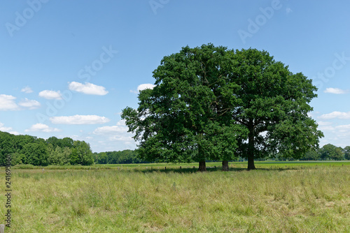 Gruppe Stieleichen in einem Feld