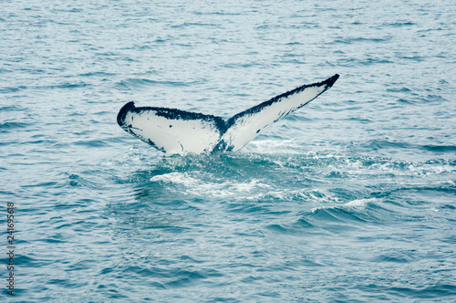Humpback Whale Tail Fluke,  Megaptera Novaeangliae, Southeast Alaska