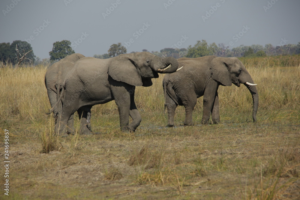 Two African Elephant on an Okavango river floodplain