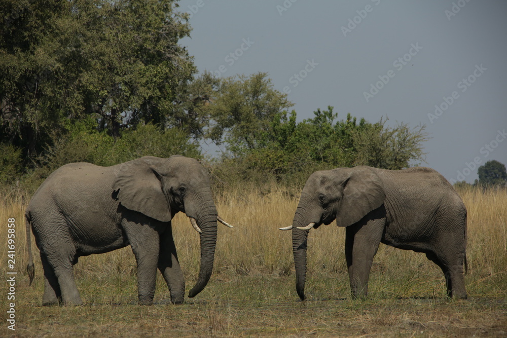 Fototapeta premium Two African elephant bulls on a grass plain in southern Africa