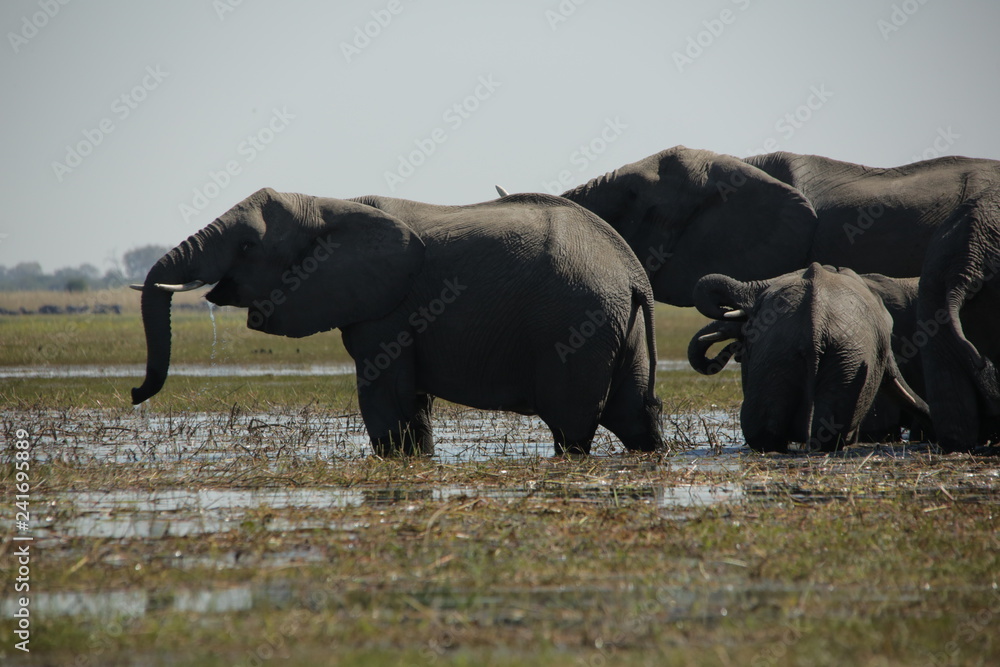 Elephants drinking on an Okavango river floodplain in Africa Elephants drinking on an Okavango river floodplain in Africa