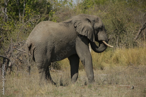 An African elephant bull turning towards camera while grazing in a forest clearing