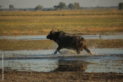 A lone African buffalo bull running through water on a Okavango river floodplain photo