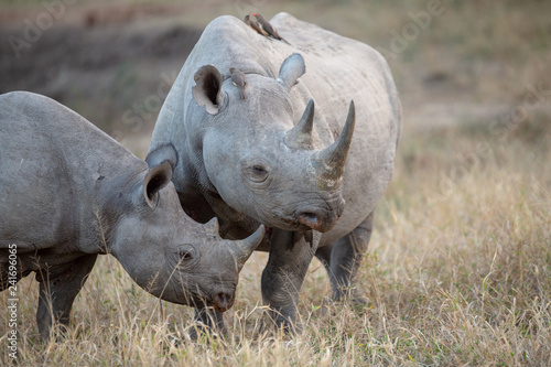 Black rhino standing with calf 