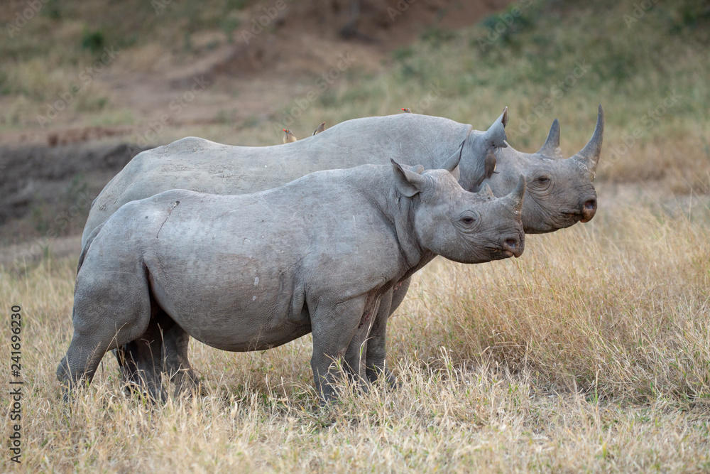 Black rhino standing to attention with calf Black rhino standing to attention with calf