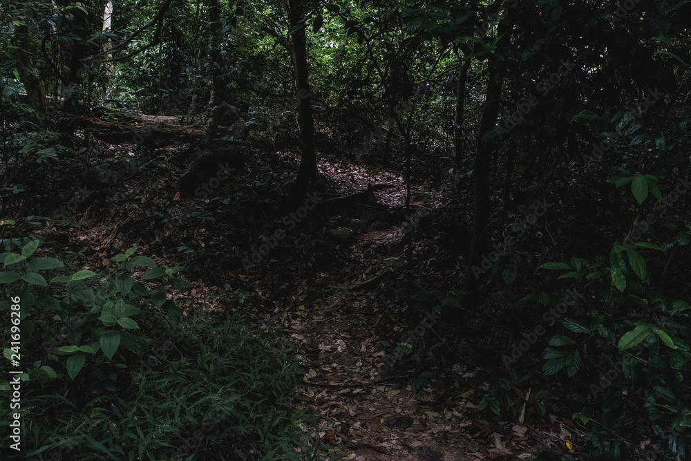 Walking path in the forest Walking path in the forest