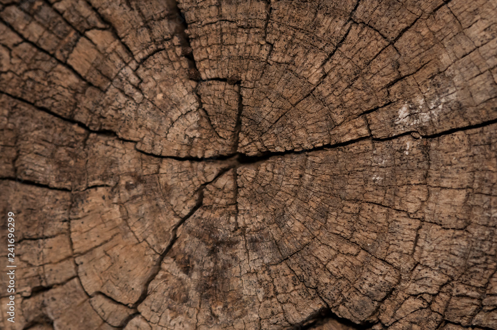 Fototapeta premium Árbol Solitario